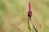 257648 – Photo : Cochet Alain – France (40)